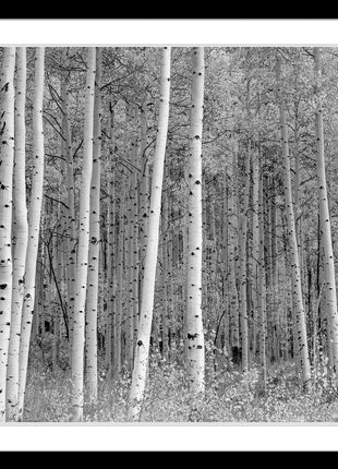 Aspen Highlands