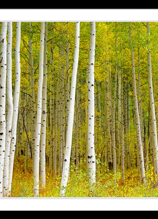Aspen Highlands color
