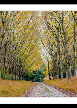 Golden Pathway
