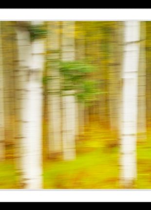 Painted Aspens