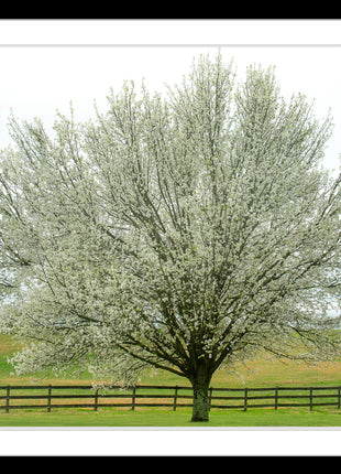 Dogwood Daydream