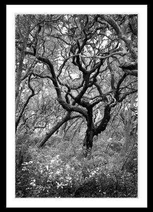 Wind Swept Oak