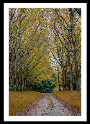Shades of Autumn