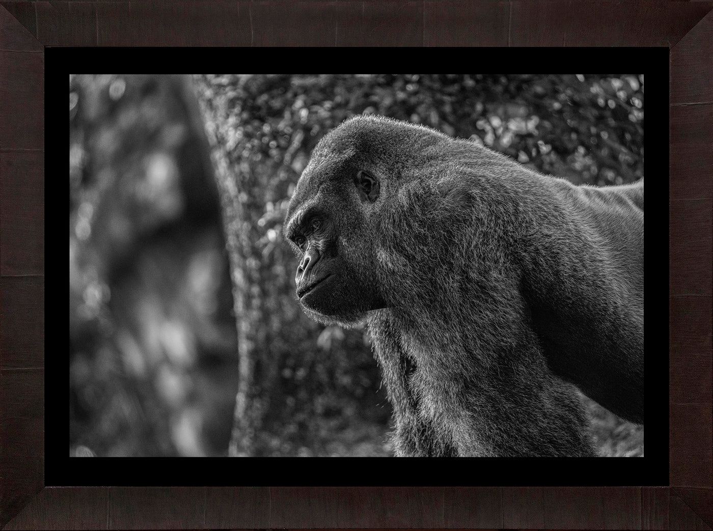 Gorilla