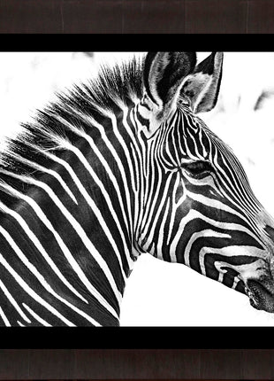 Zebra 2