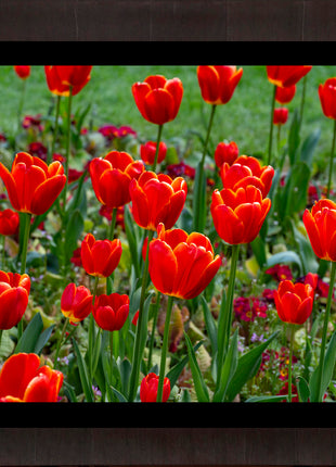 Tulips