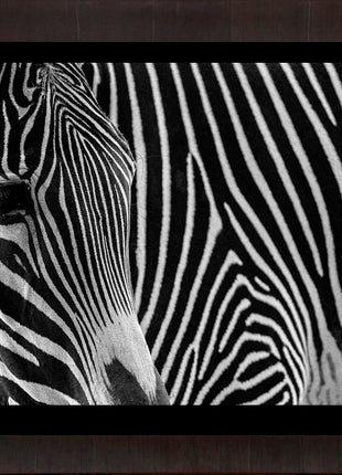 Zebra 3
