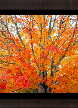 Autumn Serenade