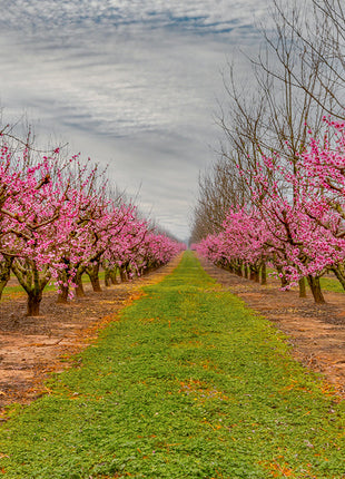 Blossom Trail