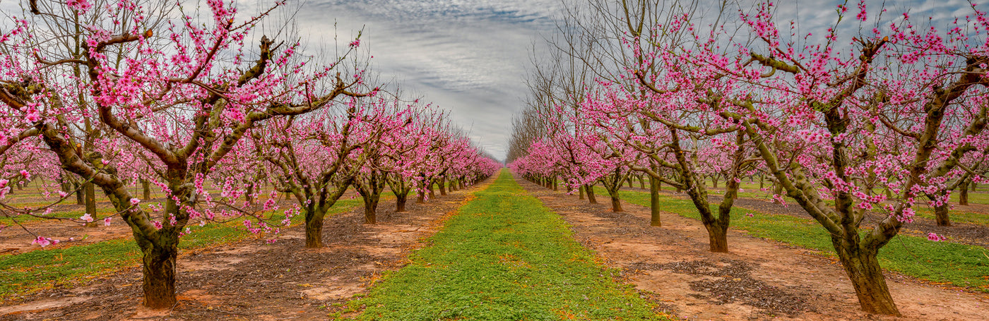 Blossom Trail