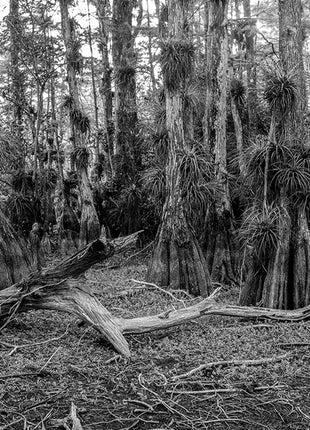 Cypress Dome