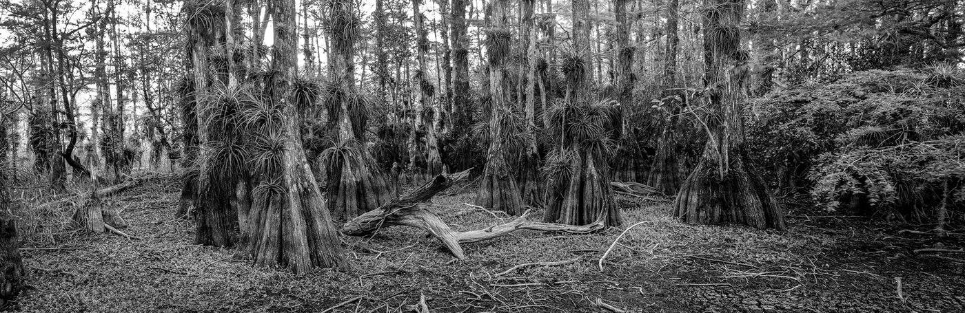 Cypress Dome