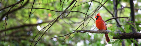 The Cardinal