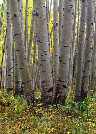 Colorado Gold