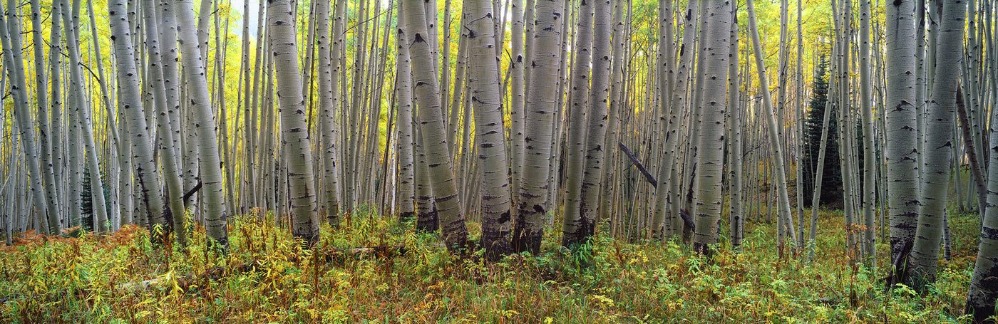 Colorado Gold