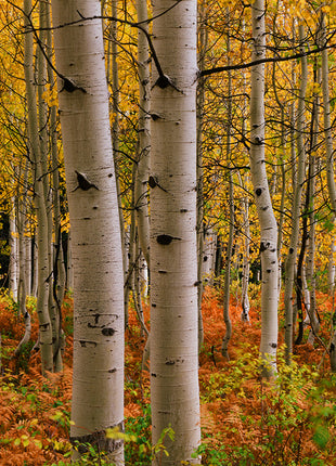 Crested Butte