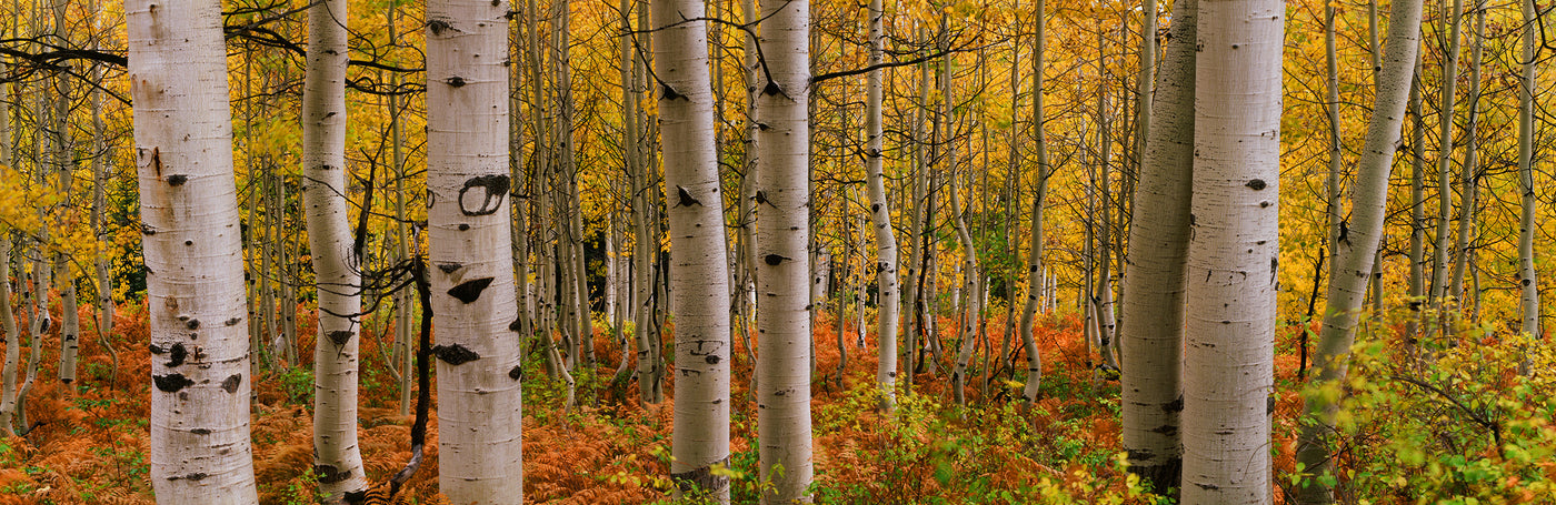 Crested Butte