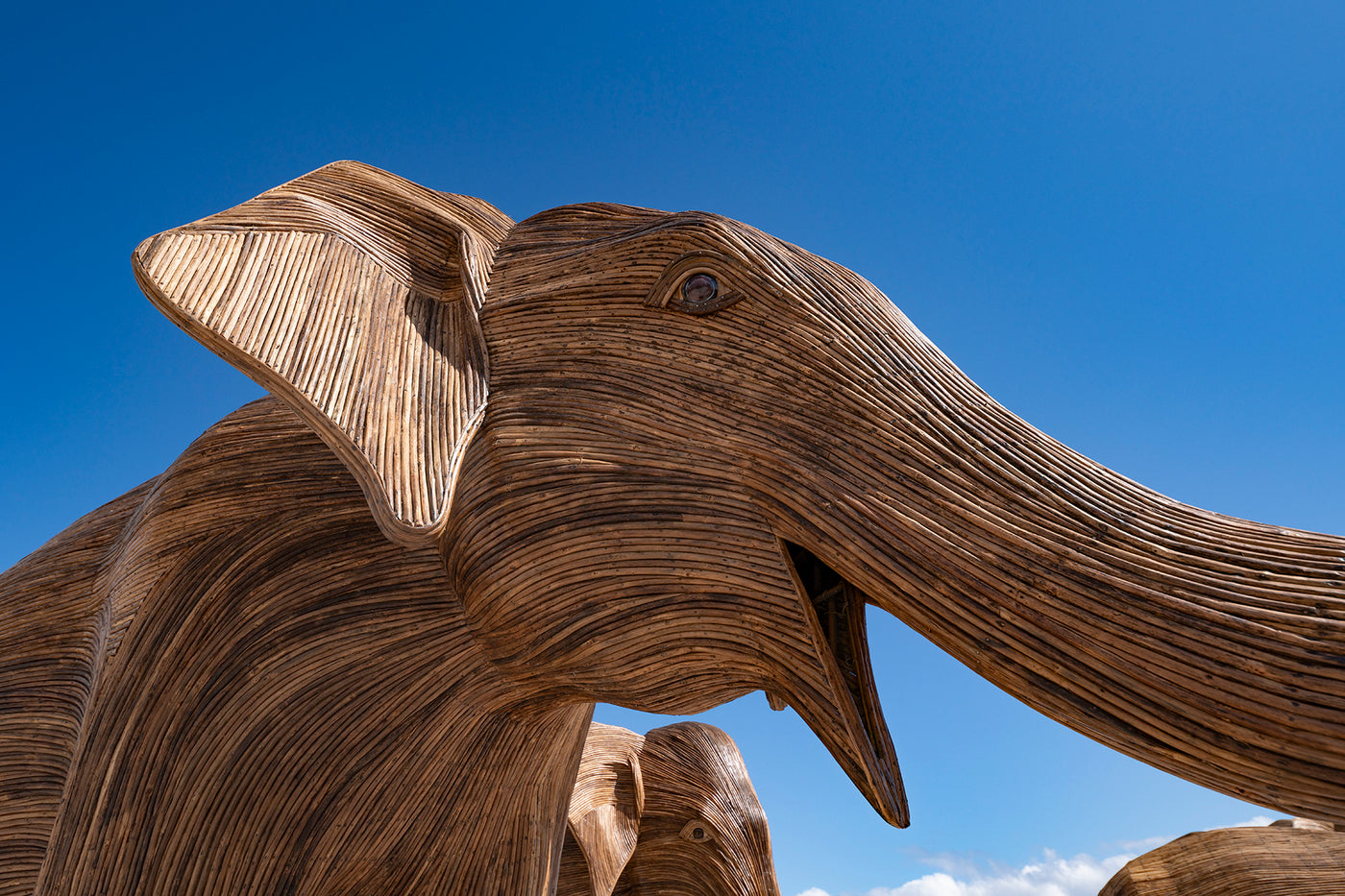 Elephants at The Beach