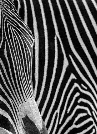 Zebra 3