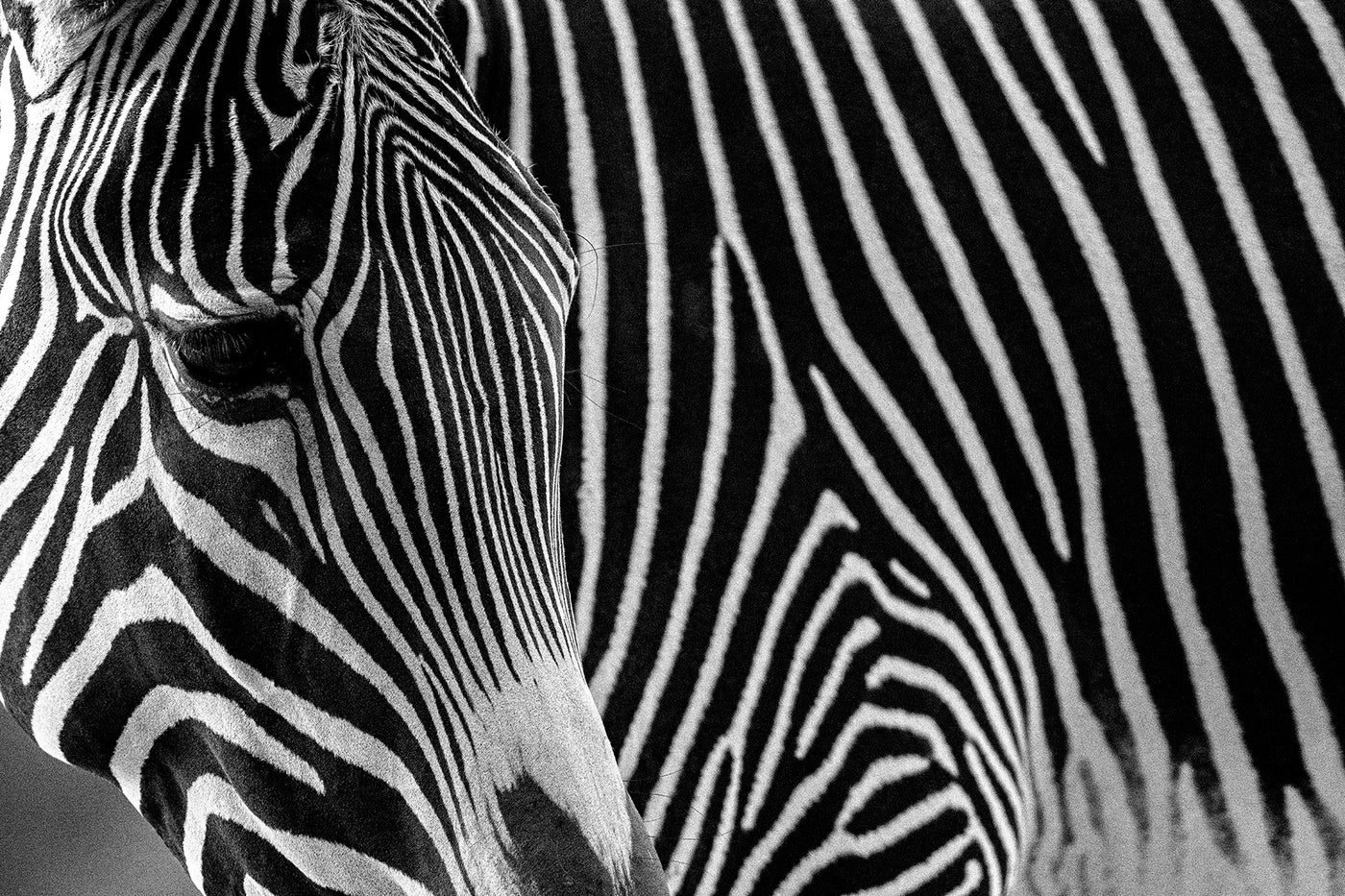 Zebra 3