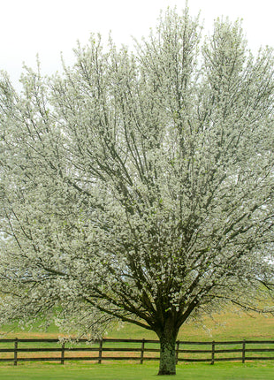 Dogwood Daydream