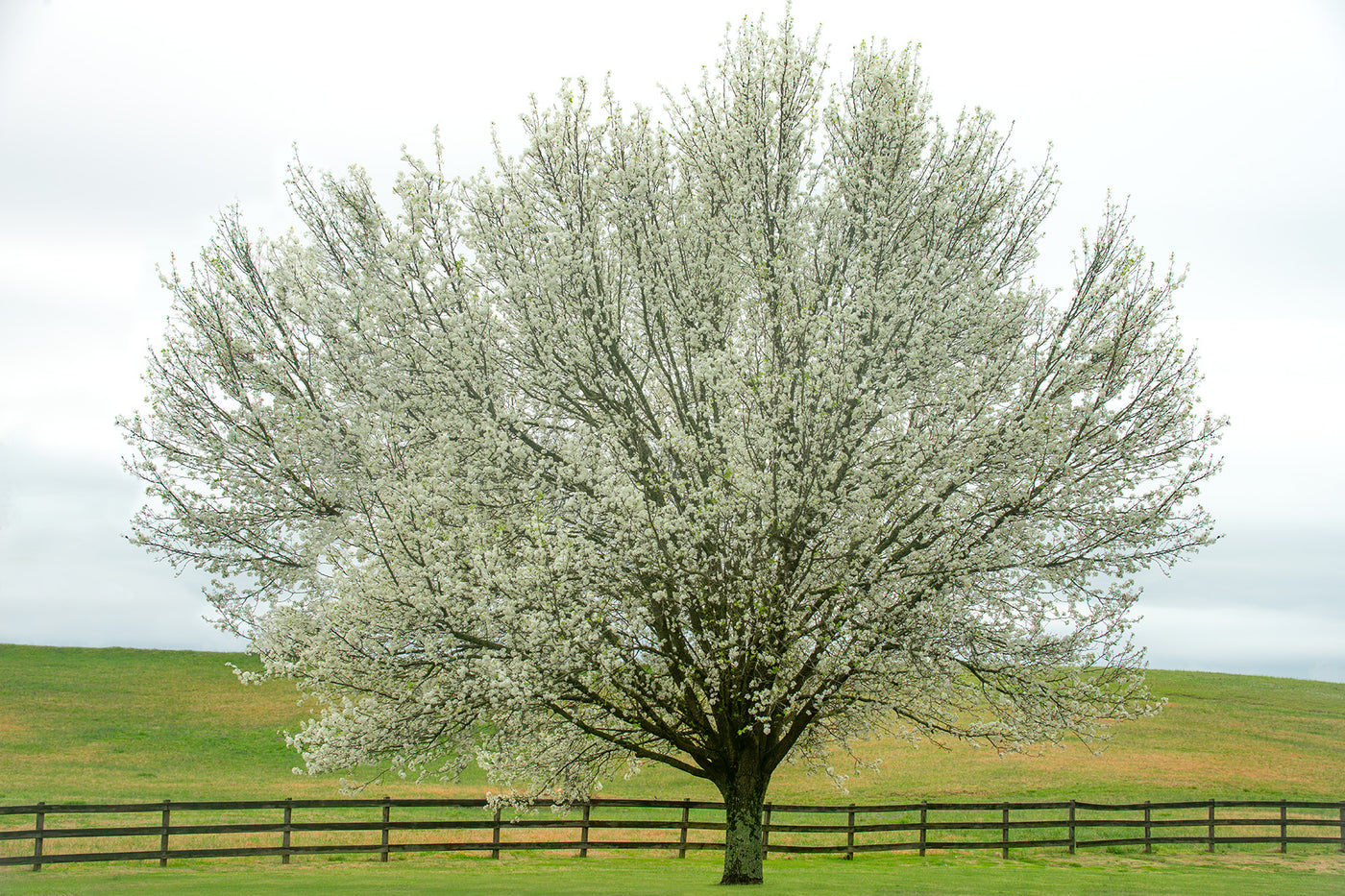 Dogwood Daydream