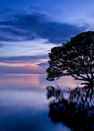 Dreamscape