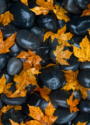 Echoes of Fall