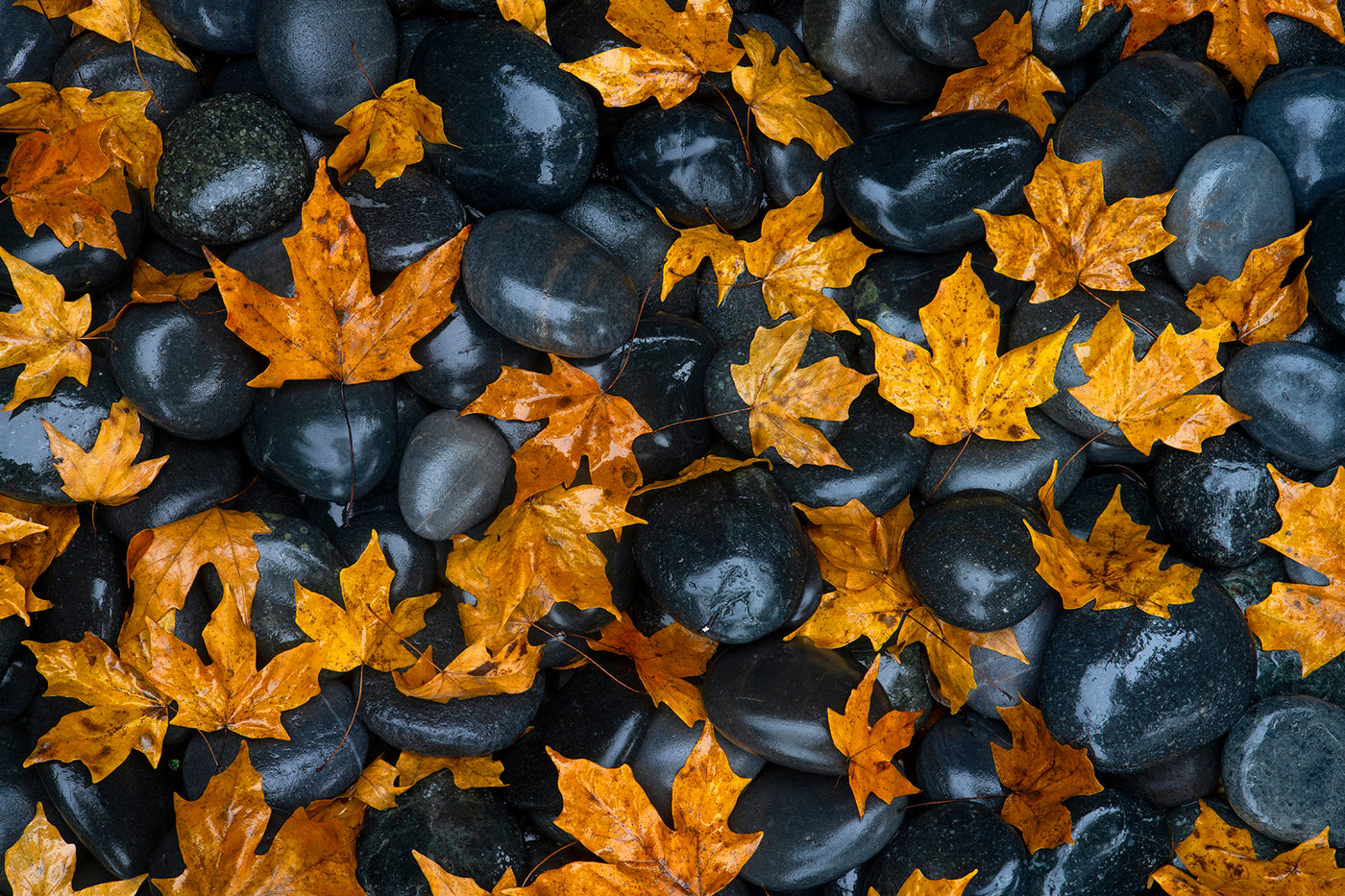 Echoes of Fall