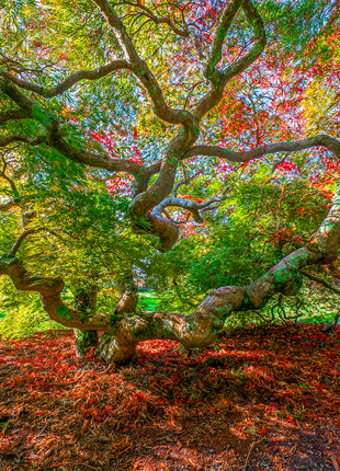 Essence of Fall