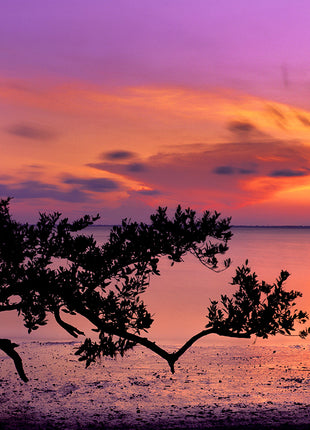 Evening Glory