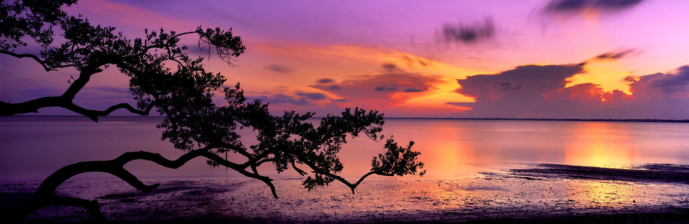 Evening Glory