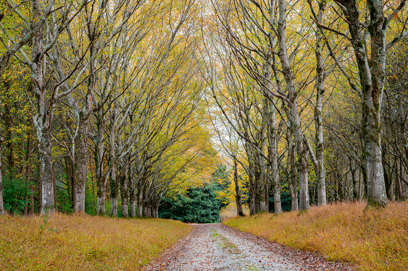 Golden Pathway