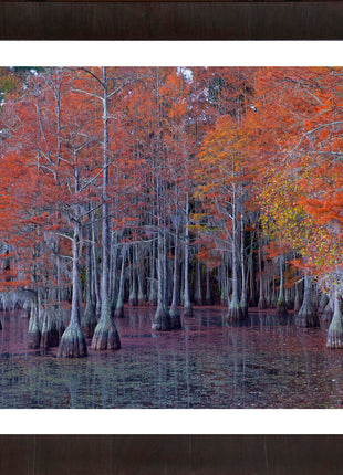 Atumn Cypress