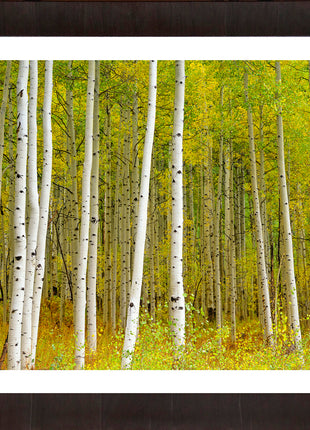 Aspen Highlands color