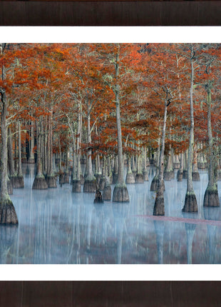 Painted Cypress