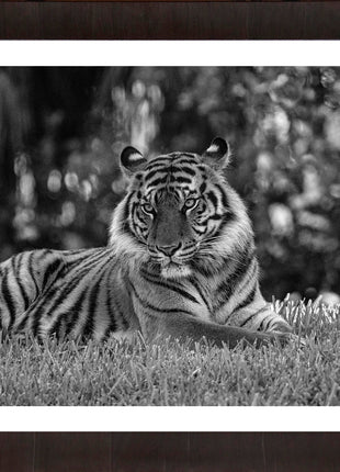 The Tiger