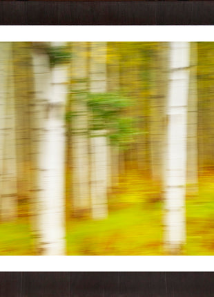 Painted Aspens