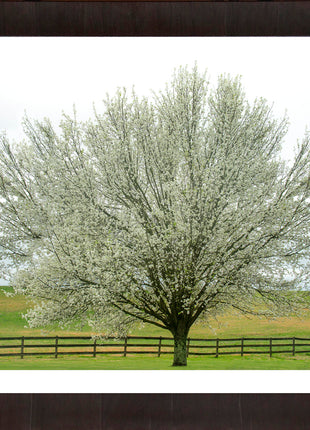 Dogwood Daydream