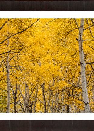 Aspen Splendor