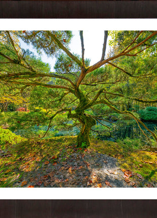 Tree of Wisdom
