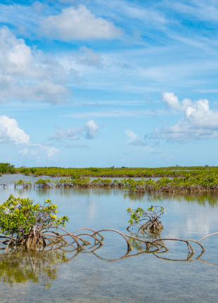 Key Mangrove