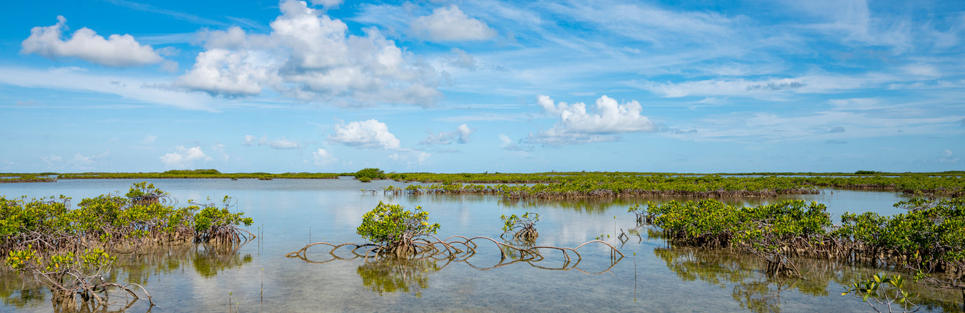 Key Mangrove