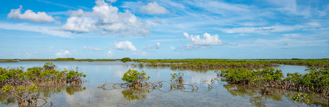 Key Mangrove