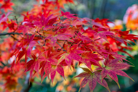 Maple Dream