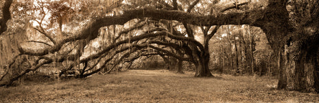 Oak Ave