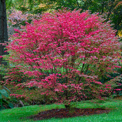 Collection image for: Autumn