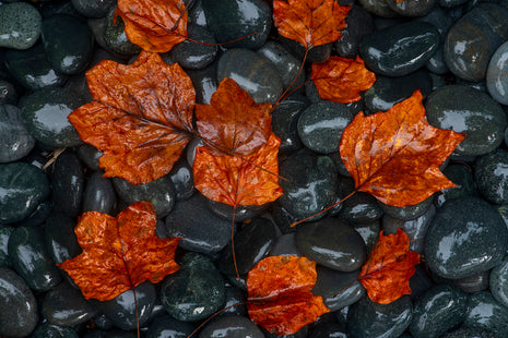 Orange Crush