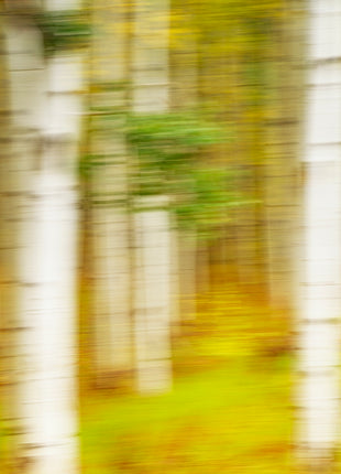 Painted Aspens