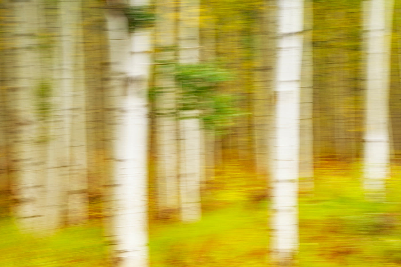 Painted Aspens